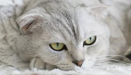 九游游戏中心官网-东亚杯国足战败 球迷呼吁战术改革，东亚杯国足1比2日本