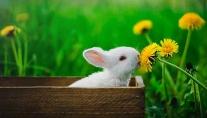 九游官网下载电脑版-荷兰男足未能卫冕奥运金牌，西班牙队夺冠，荷兰男足拿过冠军吗