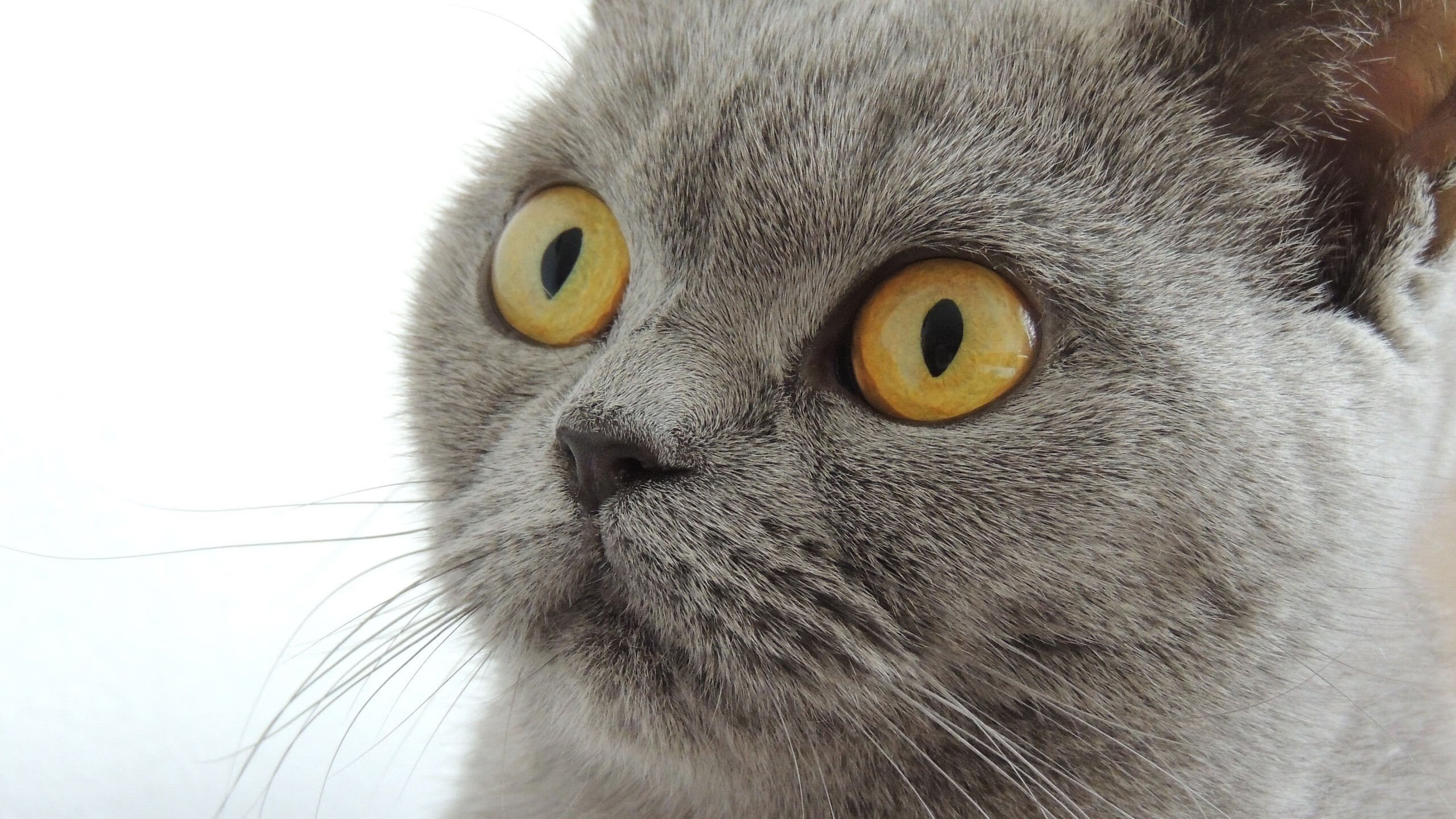 _网球比赛的裁判制度变革，增强赛事公平性_，简述网球裁判规则400字