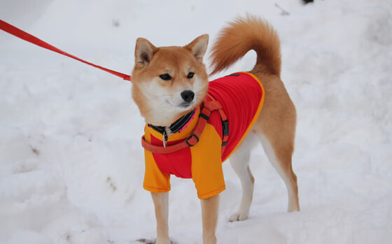 九游网页版入口-“法甲最后阶段，豪门拼搏保荣誉”，法甲豪门有哪些