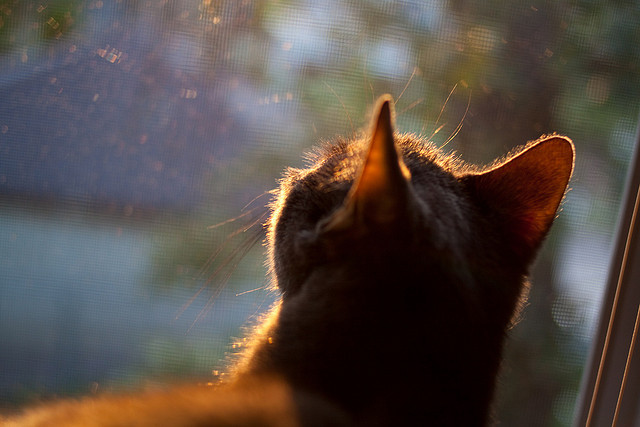 奥运淘汰赛:英格兰加时苦战晋级,奥运会英国和英格兰怎样区别