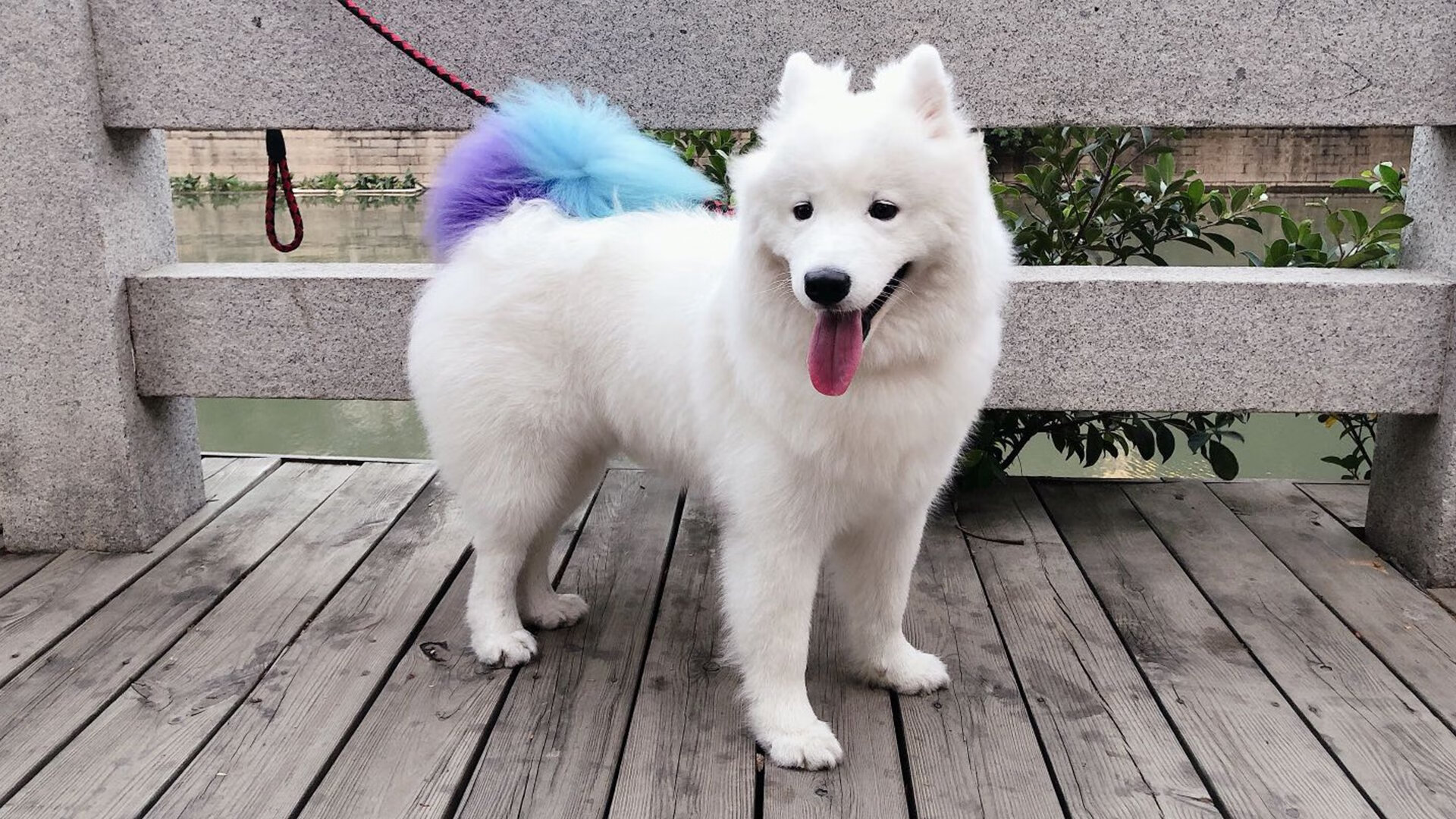 梅西在法甲狂飙 assist，帮助巴黎继续领跑，梅西法甲联赛