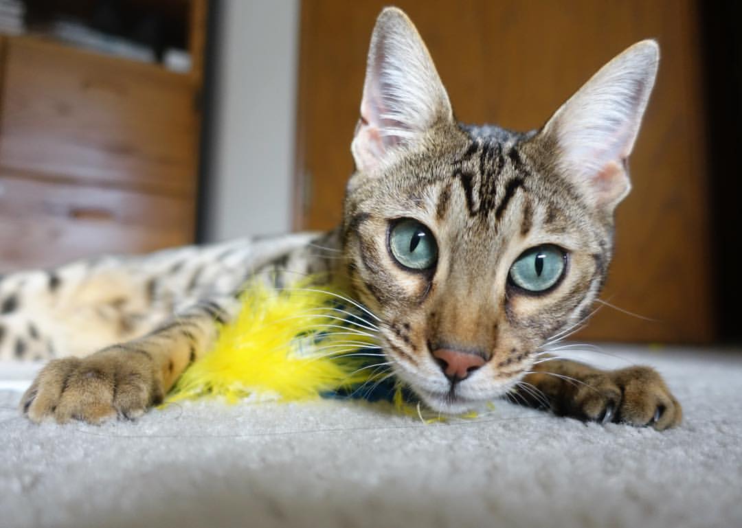 欧冠高光时刻集锦：那些令人久久难忘的瞬间，最精彩的欧冠比赛