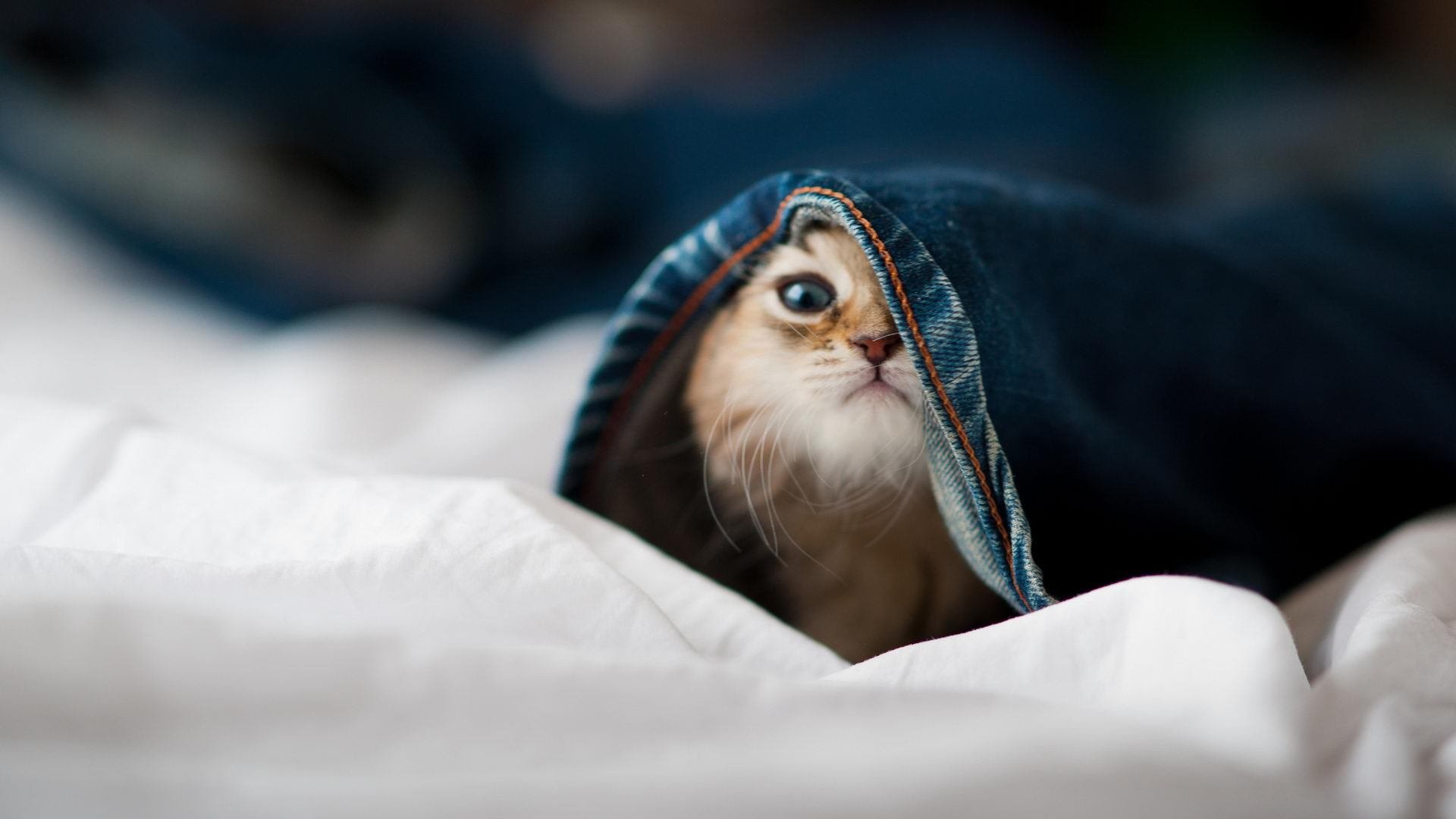 聚焦未来:虚拟现实与增强现实在电竞中的实际应用,虚拟化电子竞技