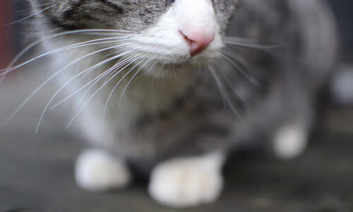 雷霆开设“AI战术大师班”，向公众开放报名，雷霆队战术