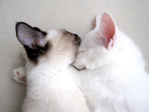 重磅消息:联盟最新交易和签约动态,联盟协议是什么意思