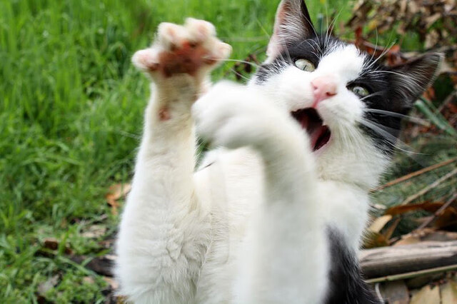 九游APP官网-利物浦前锋菲尔米诺愿留队，抵制诱惑，利物浦菲尔米诺续约