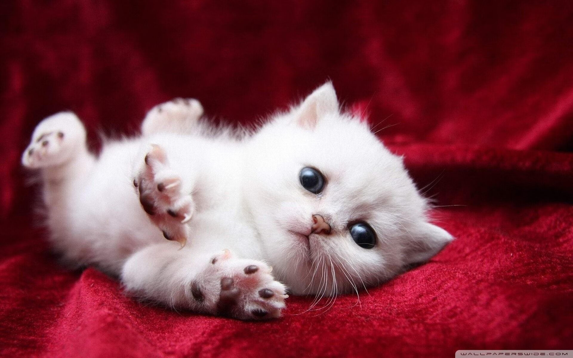 尼斯队球员拉席尔库前往中国参加比赛，拉尔斯尼尔森