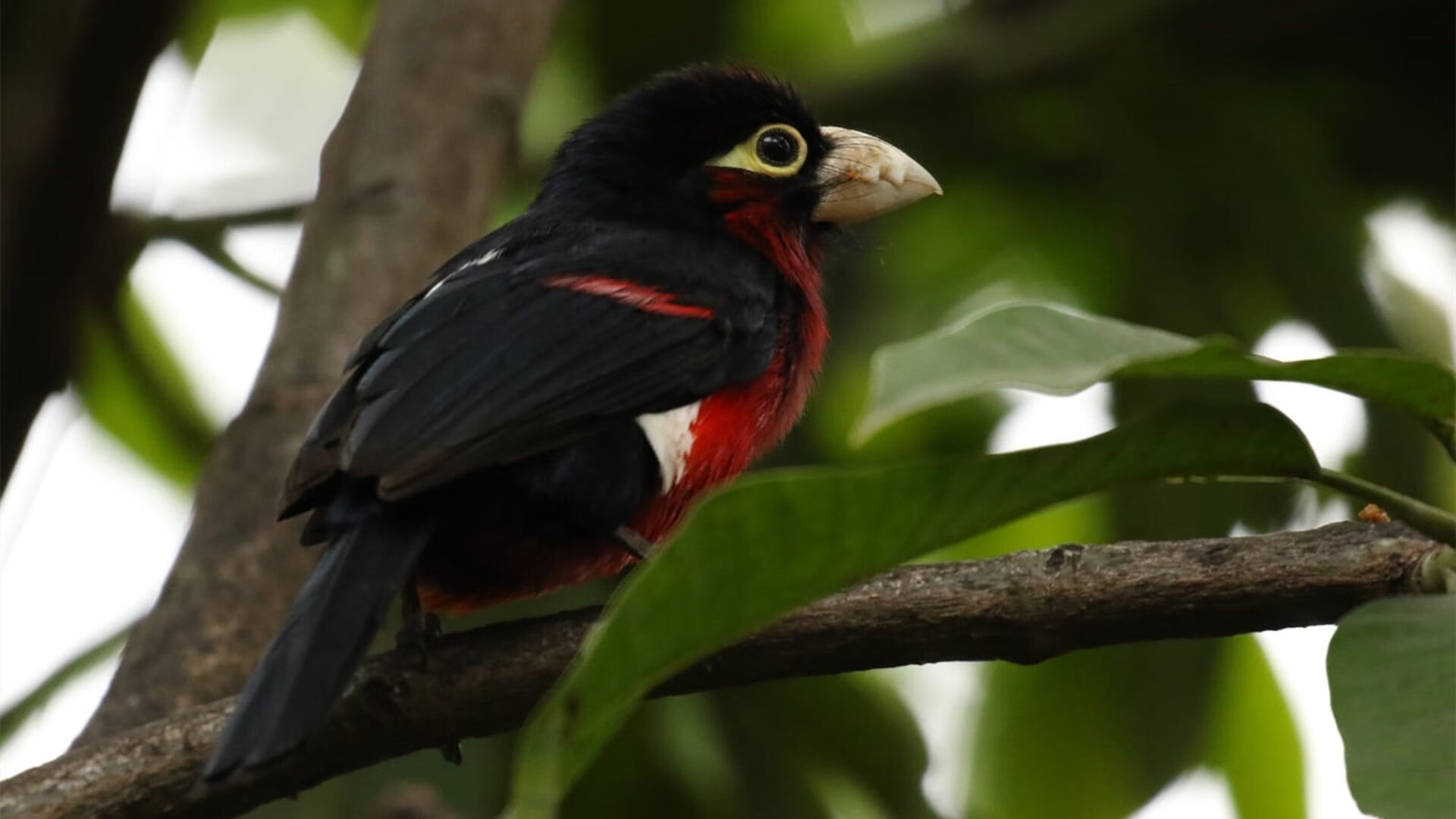 九游娱乐官网 (JIUYOU)-德赫亚回归马德里竞技，德赫亚球队