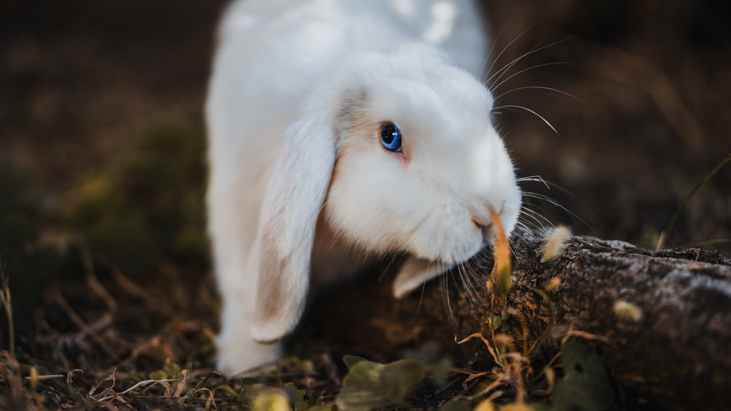 Jiuyou-拉齐奥主场大胜维罗纳，因莫比莱梅开二度，拉齐奥 主场