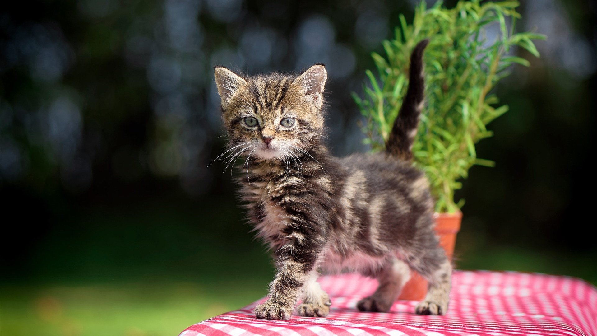 梅西成美洲杯出场最多球员，达39场，梅西美洲杯几次