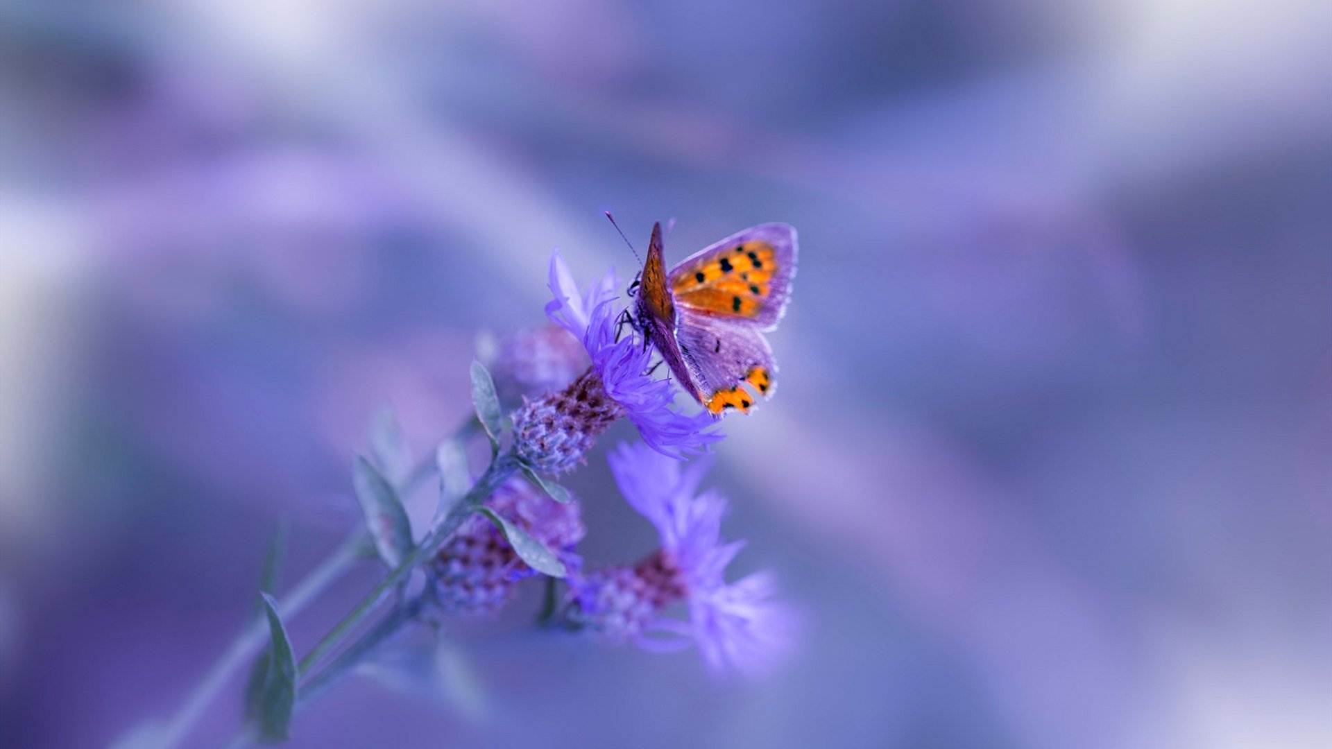 九游-欧锦赛资格赛第二轮对决，势均力敌争夺晋级，欧锦赛名单