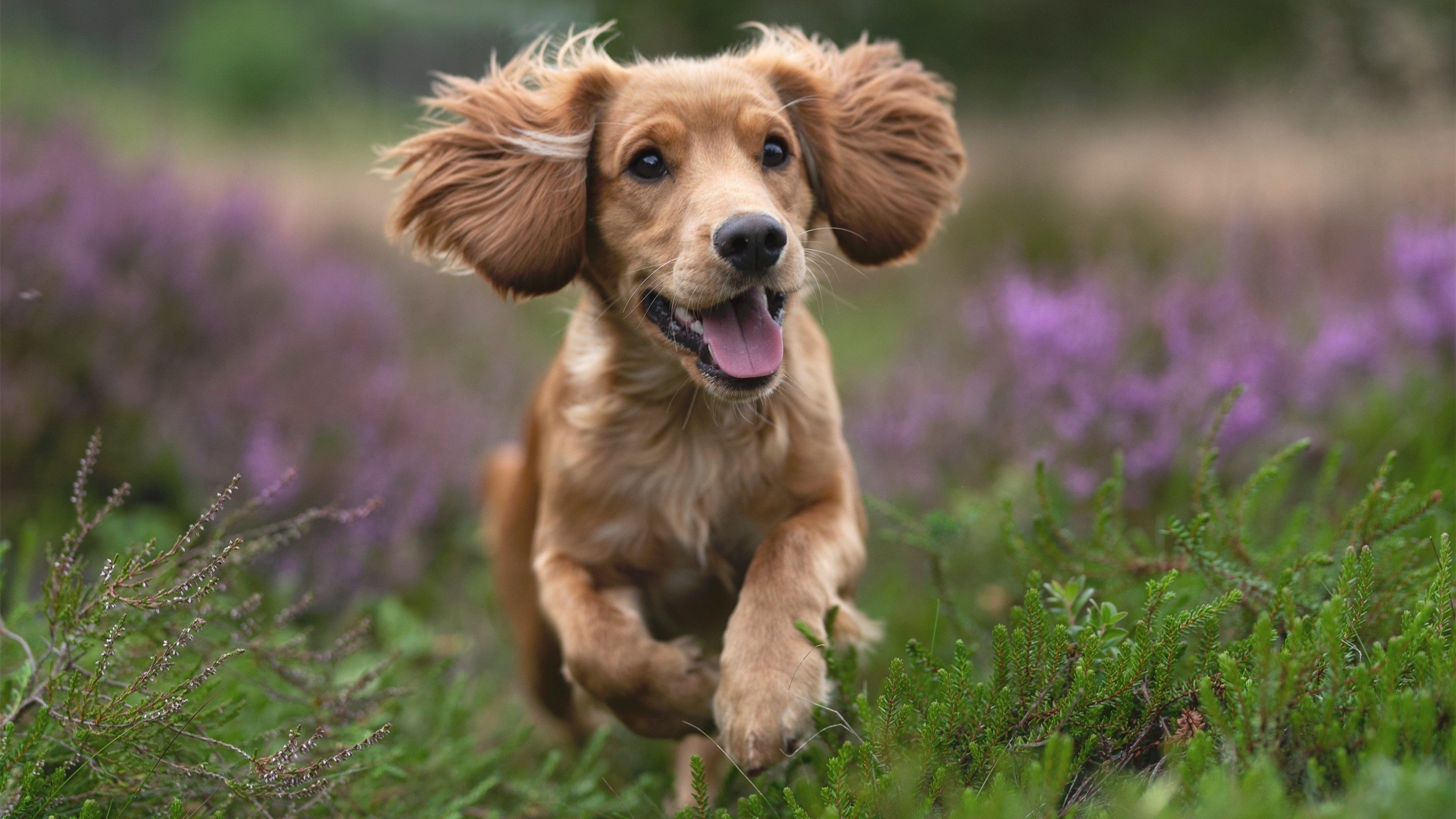 球队在全球杯篮球赛上取得突破性的胜利
