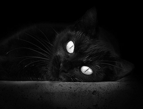 瑞典女足奋力一搏,努力进军前列,瑞典女足照片