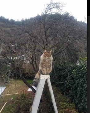罗马城大比分胜利,晋级欧冠小组赛,罗马队欧冠
