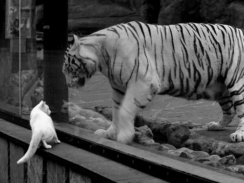 法甲巴黎圣日耳曼商业多元化模式分析，巴黎圣日耳曼的背后财团