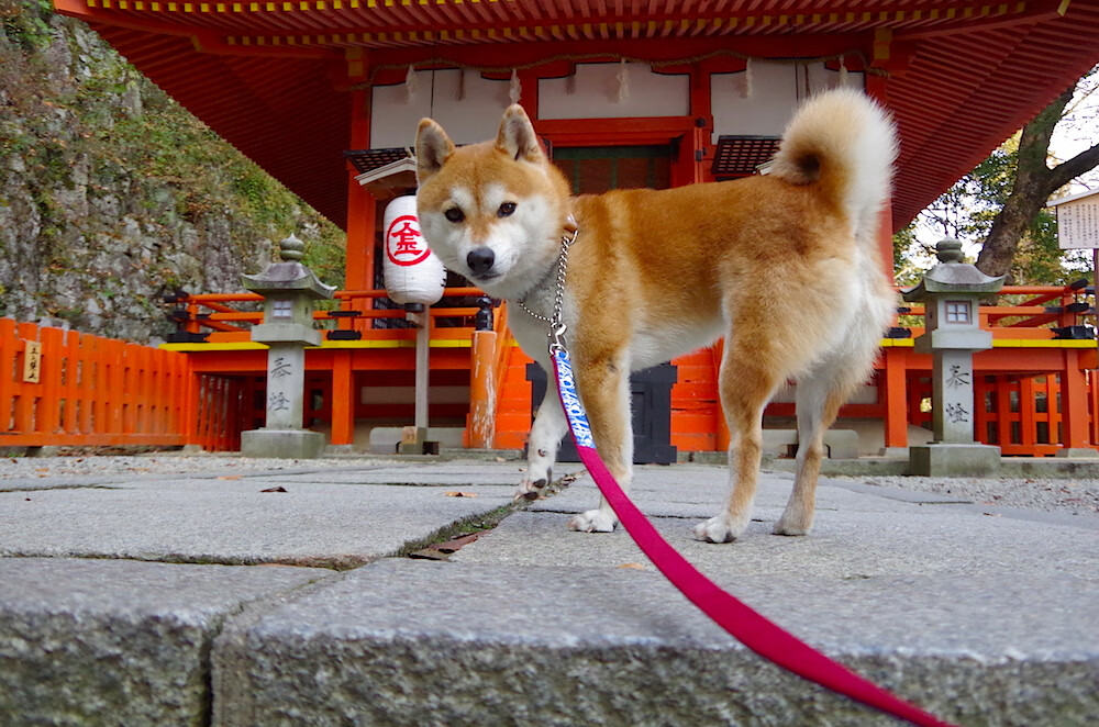 中国足球国家队与海外俱乐部建立合作关系,中国在外国足球俱乐部