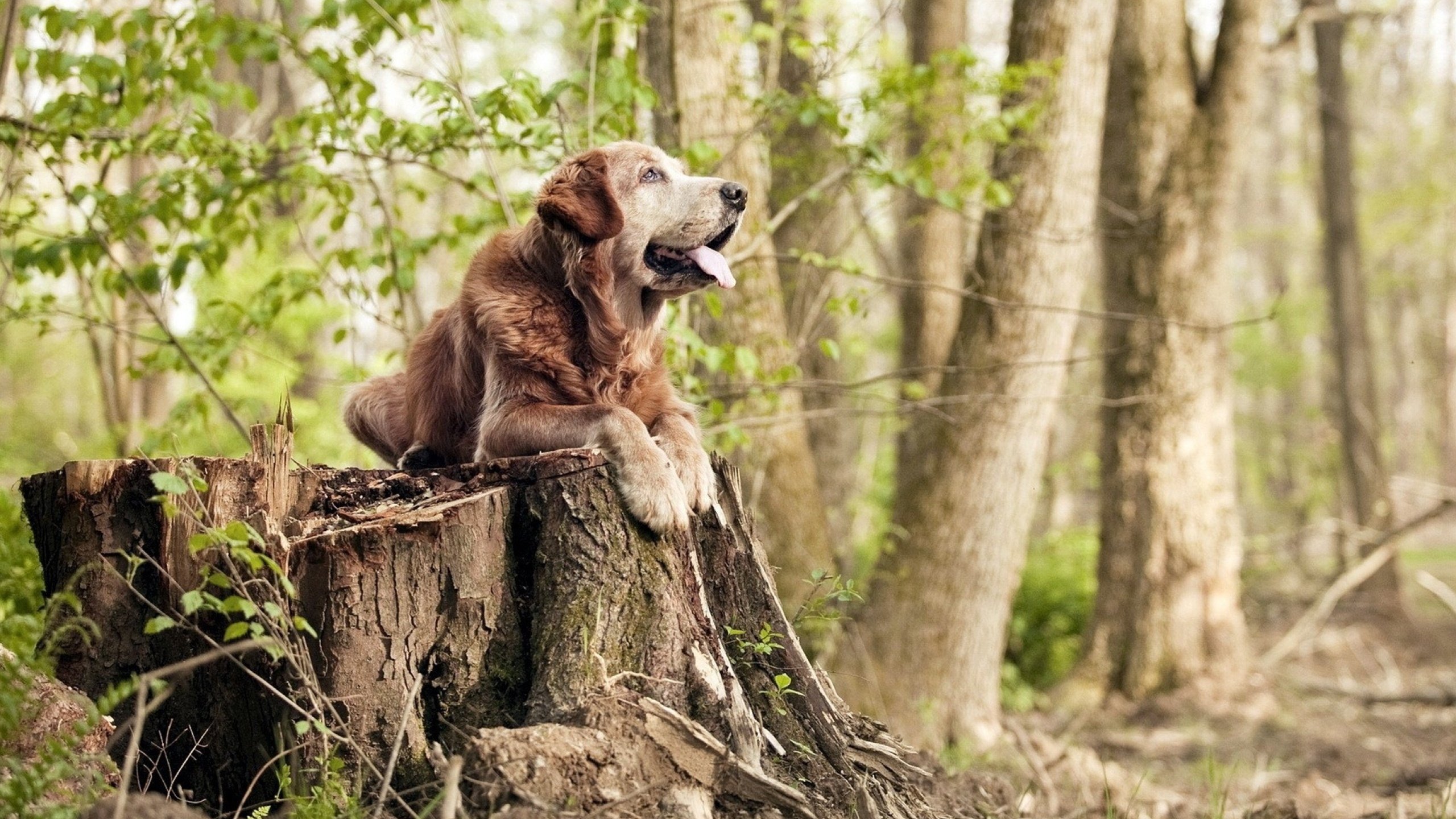 九游sports-中国足球俱乐部深化与高校体育学院合作计划，足球体育学院排名