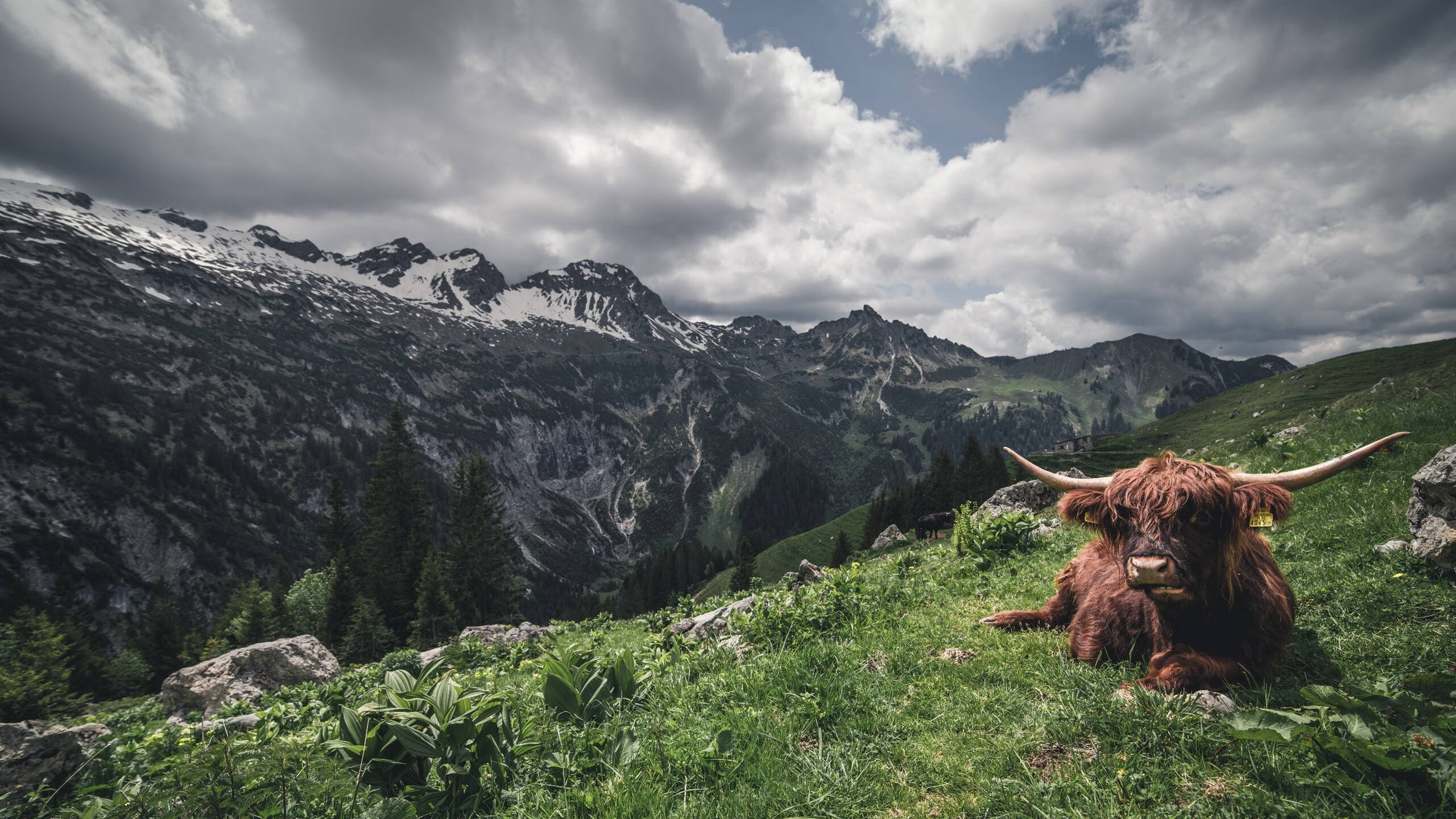 九游-乔·波尔曼展现球场智慧与突破技巧，成为袋鼠队进攻核心，nba乔尔博罗姆博伊