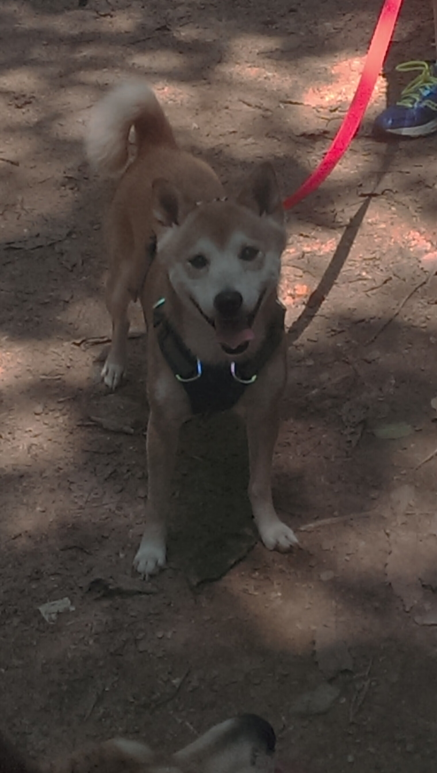 奇才调整防守策略限制对方得分主力，奇才防守差