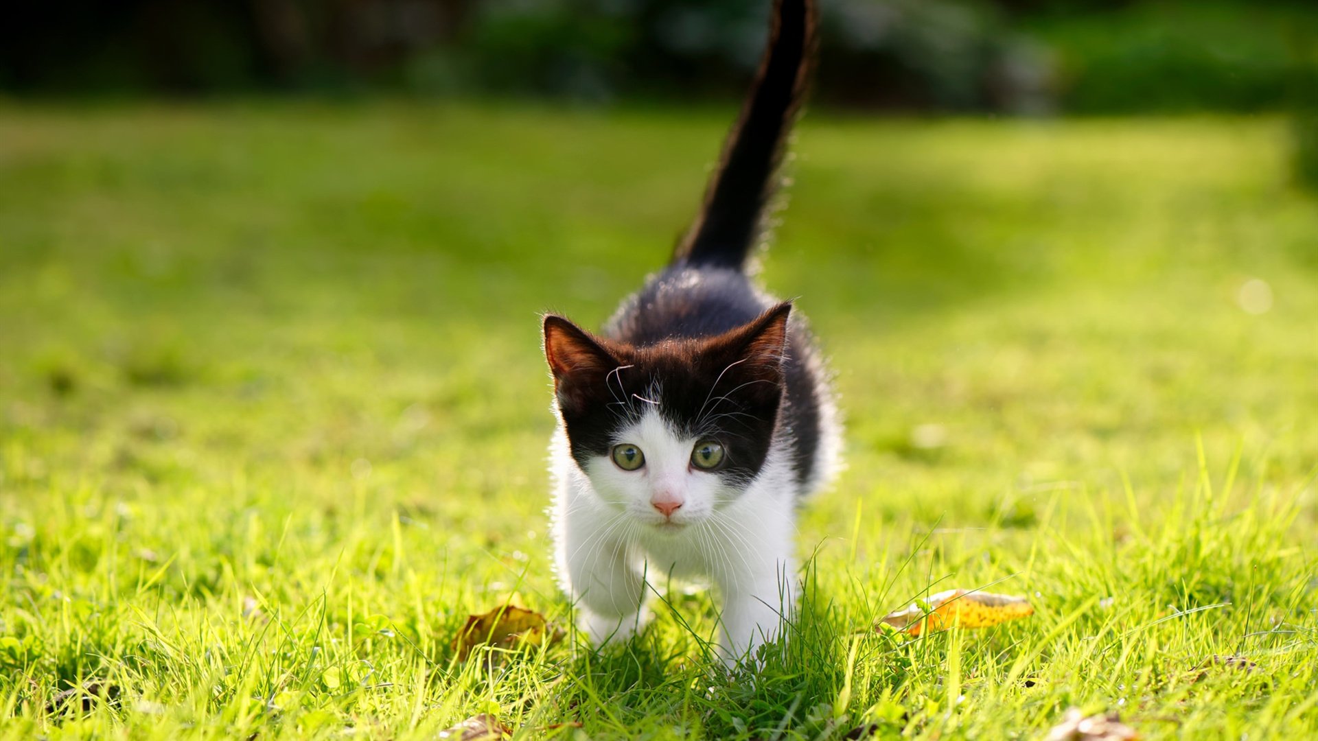 九游下载中心-巴雷特：凭借速度和精准的传球，为全黑队创造进攻机会，巴雷特什么