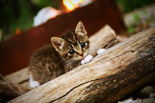 德甲攻防决战:每一次争夺都令人屏息,德甲防守