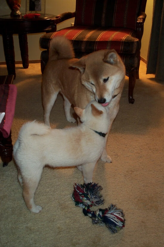 意大利女队未来潜力巨大，意大利女球迷热烈庆祝夺冠