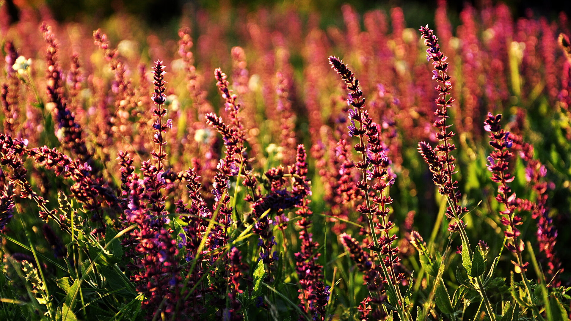战术应变速度快面对变化迅速调整确保比赛节奏维持在优势端，战术的应用过程较量是战术的理论知识的掌握