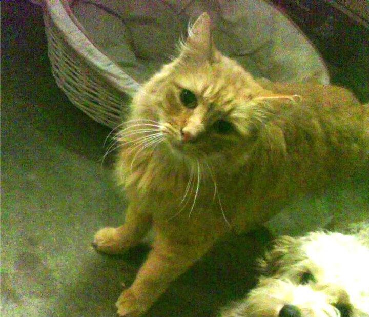 九游下载安装-法甲新秀崭露：未来领袖闪亮登场！，法甲新赛季