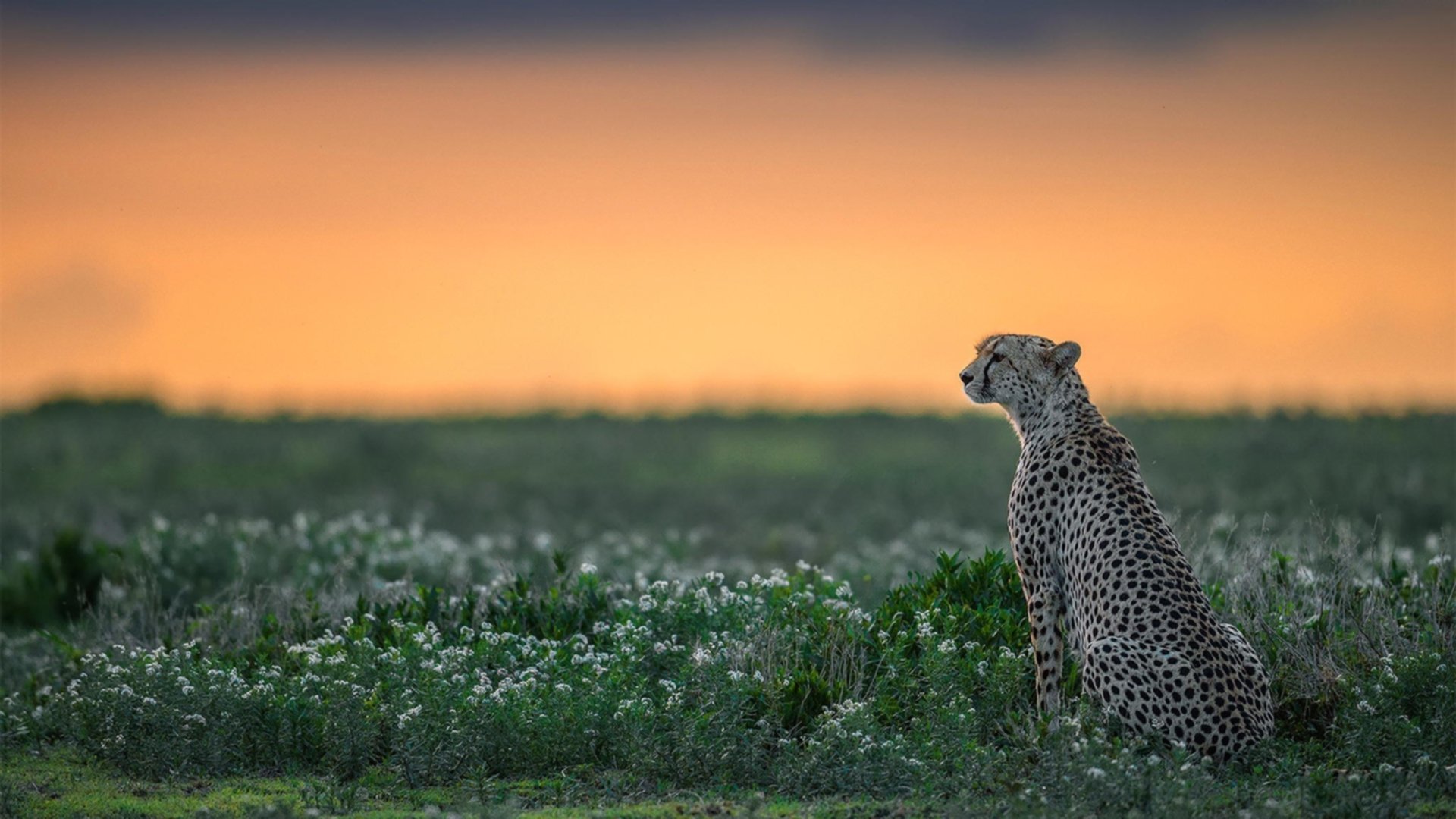 足球青训营成果显著，足球青训招生