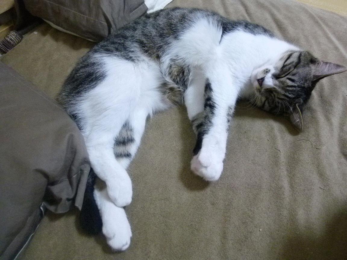 黄蜂战术核心替换尝试打出新风格，黄蜂最佳新秀